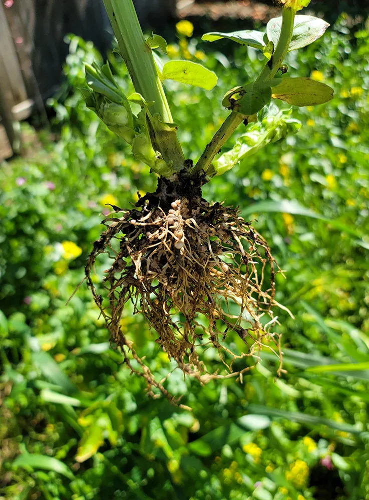 Nodules are visible along the root system of a fava bean. Examining the number, location and condition of nodules can help assess whether a legume is successfully nodulating. All photos courtesy Project Apis m.
