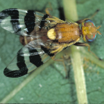 Adult Walnut Husk Fly