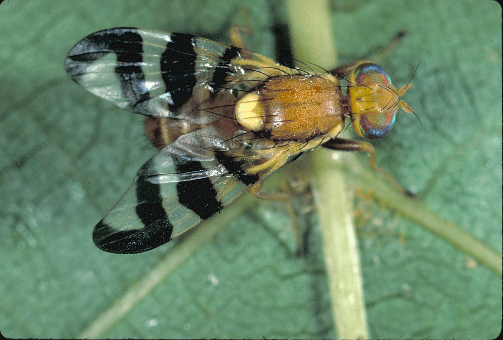 Adult Walnut Husk Fly