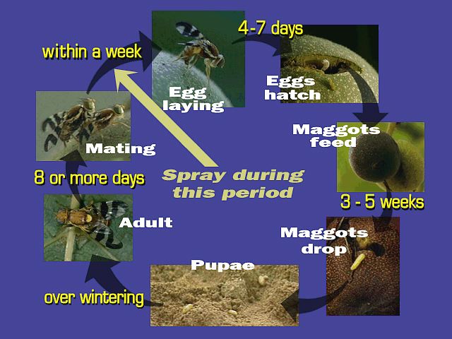 WHF Life Cycle