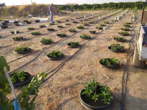 Experiment with pepper in microplots.