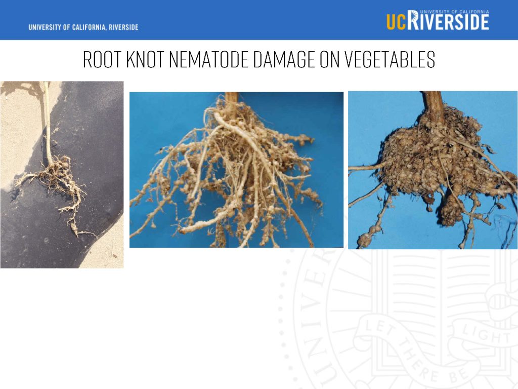 Root-knot