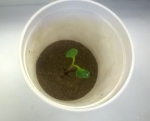 Radish seedling