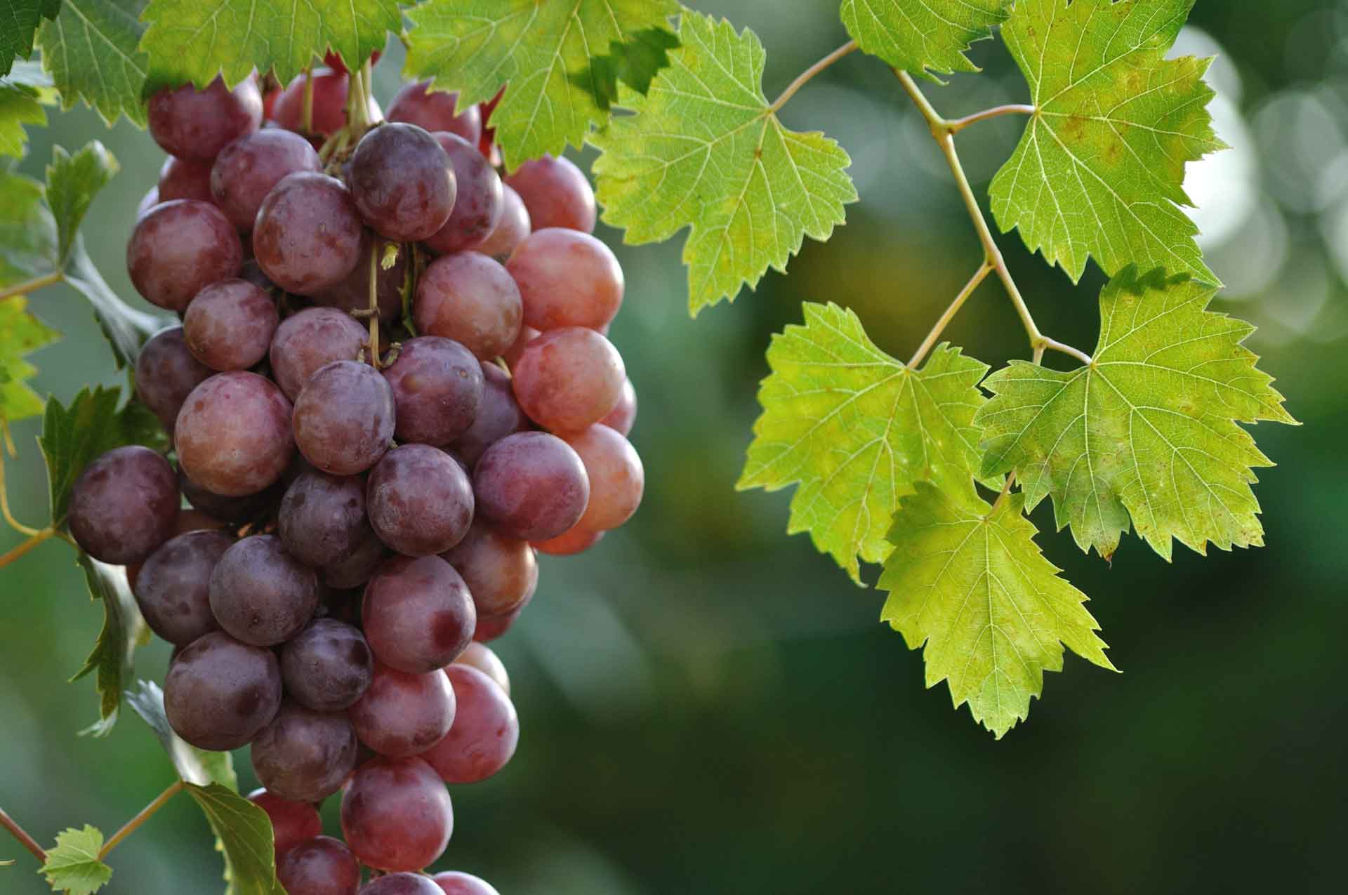 Grapes