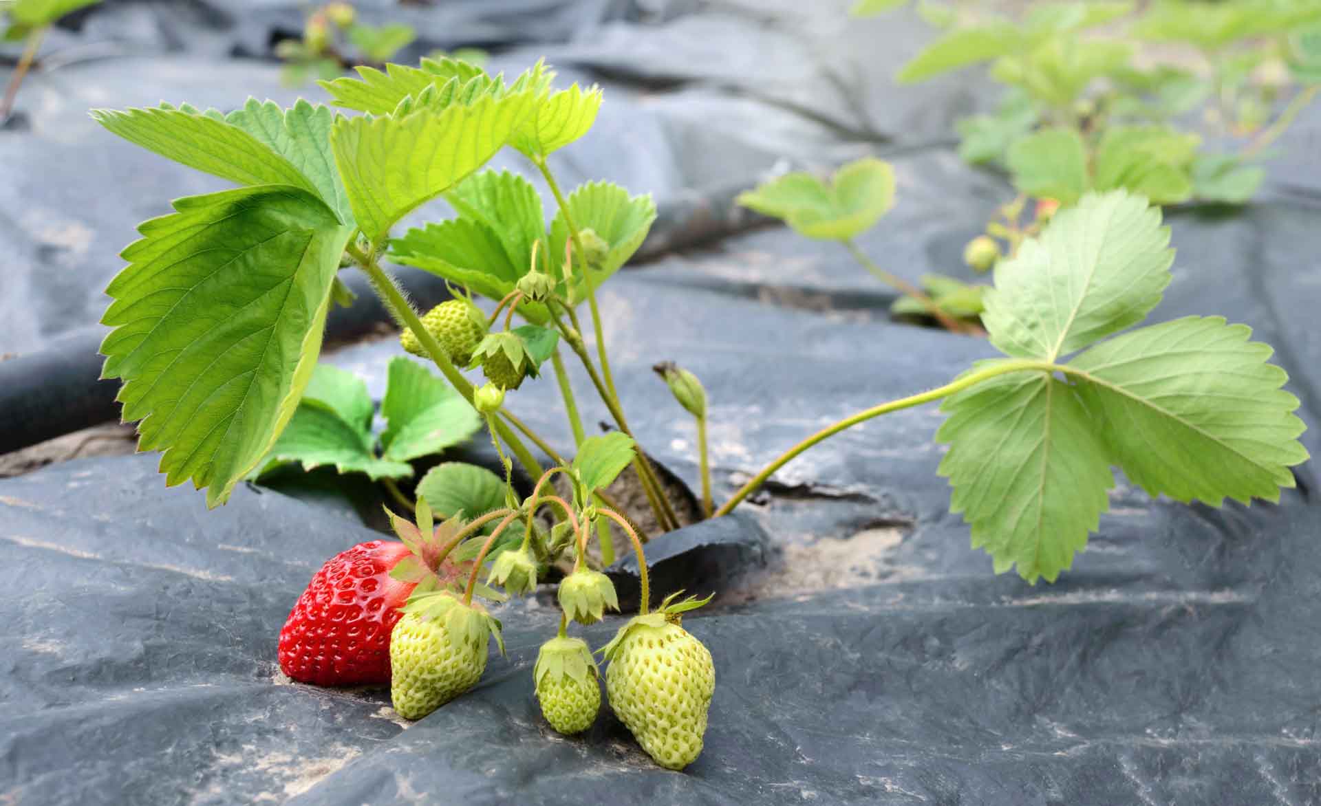 strawberries