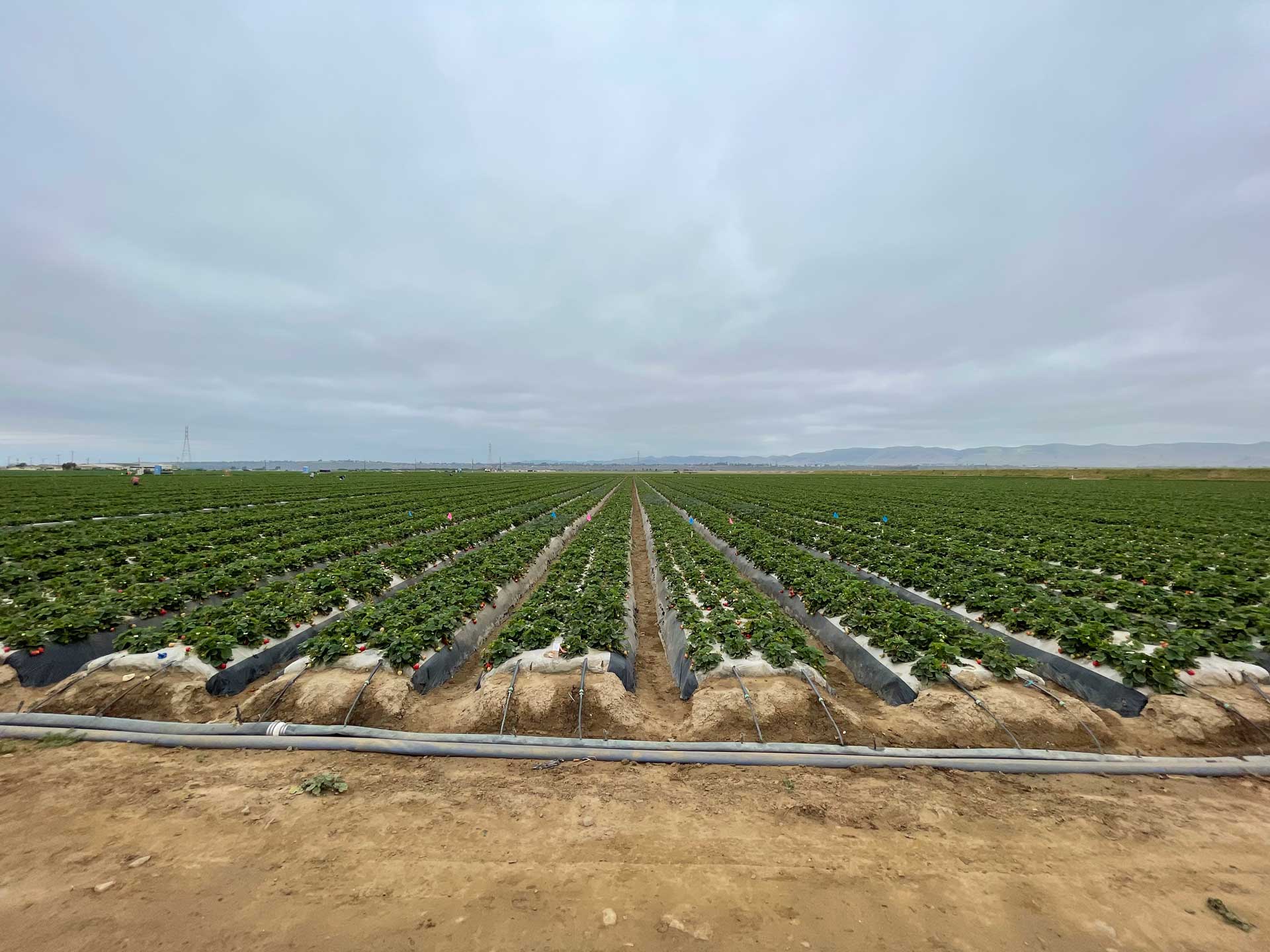 Strawberry-botrytis-study-plots-(5)-by-Surendra-Dara-UCCE