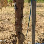 Phytophthora infection causing of gumming on the trunk (Photos by Jaime Ott.)