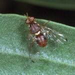 Olive fruit fly larvae feed inside developing olives, reducing fruit quality and making timely monitoring essential.