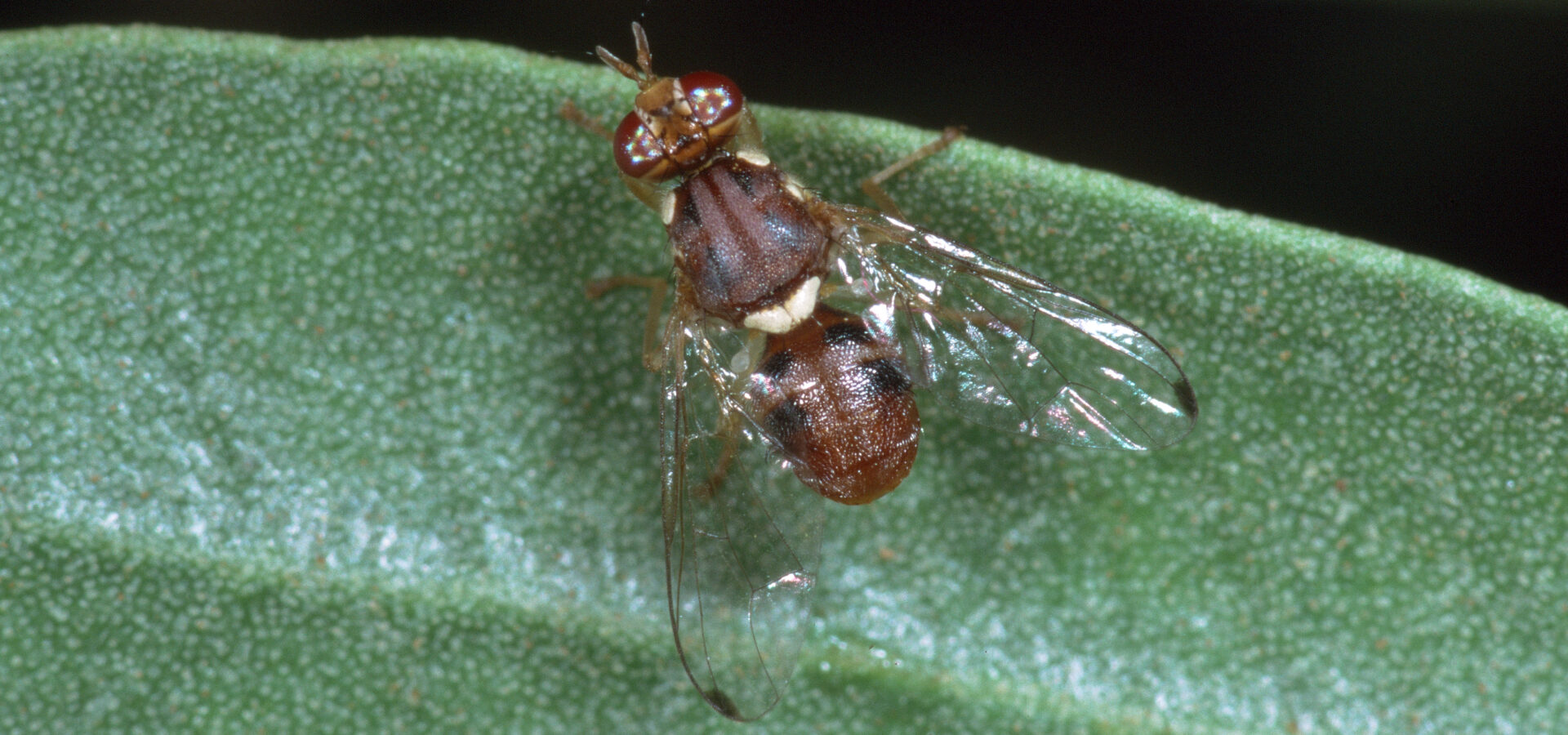 Olive fruit fly larvae feed inside developing olives, reducing fruit quality and making timely monitoring essential.