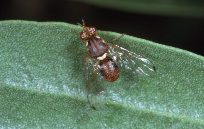Olive fruit fly larvae feed inside developing olives, reducing fruit quality and making timely monitoring essential.