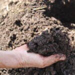 A hand holds dark orchard soil to inspect its structure.