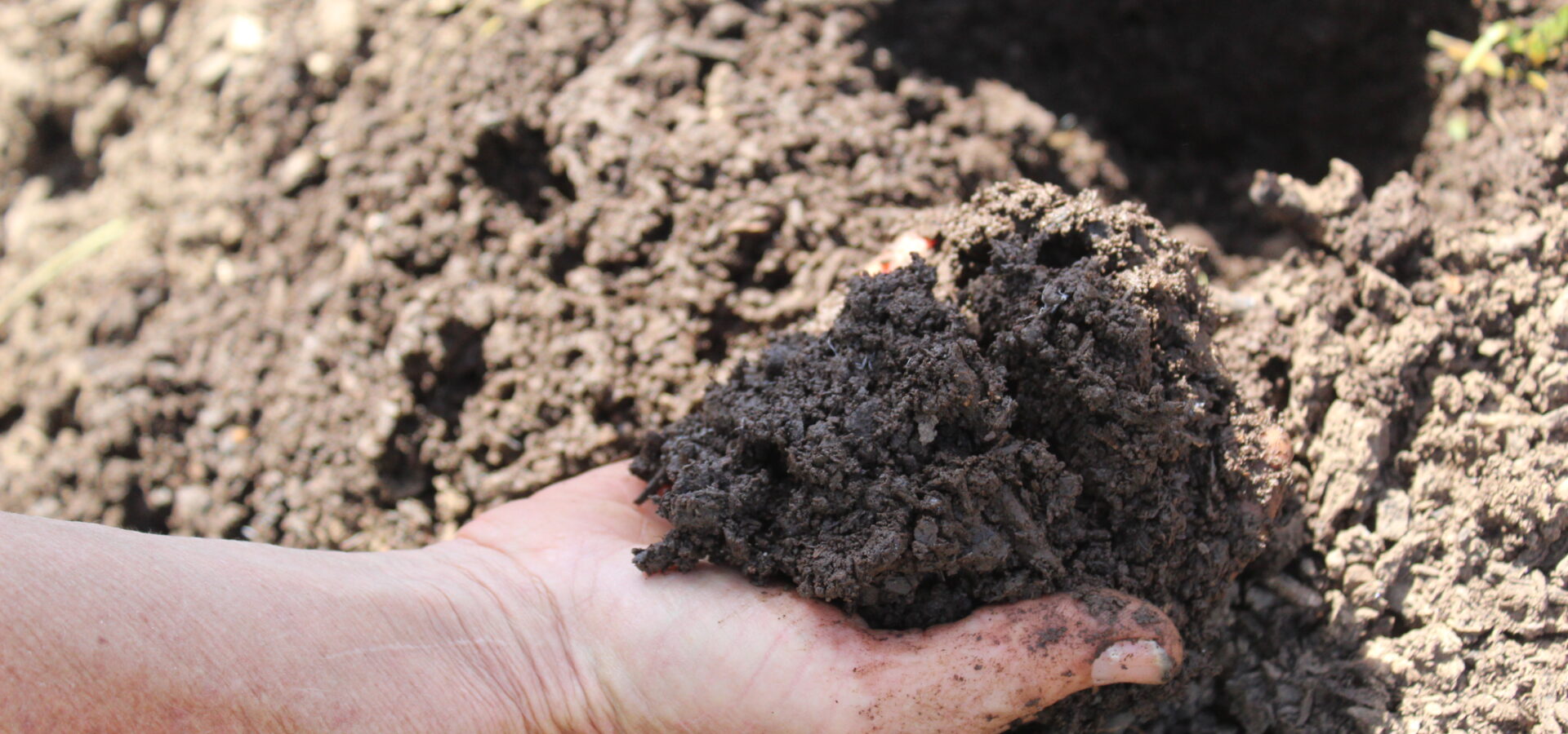 A hand holds dark orchard soil to inspect its structure.