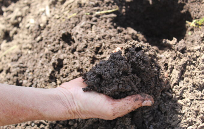 A hand holds dark orchard soil to inspect its structure.