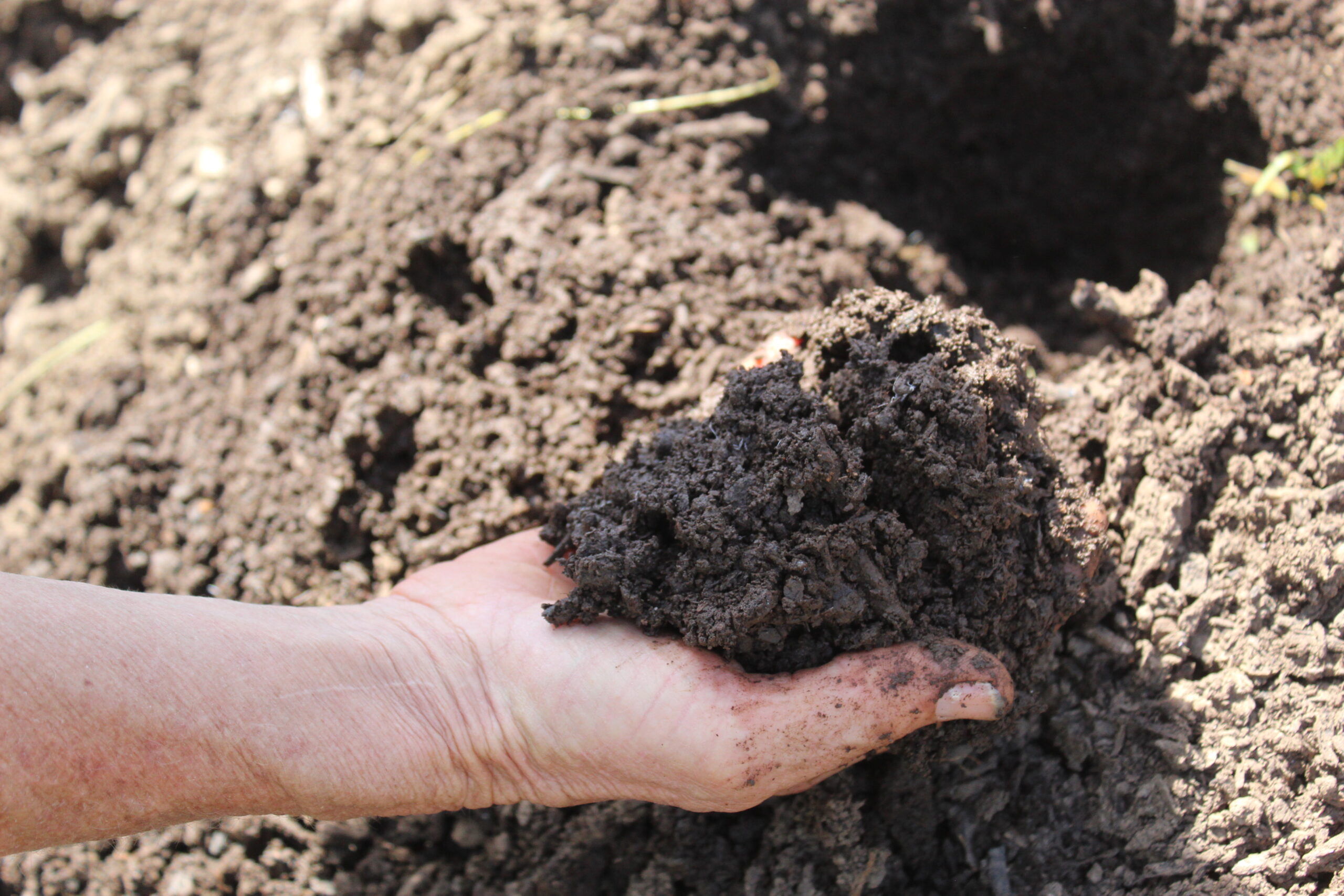 A hand holds dark orchard soil to inspect its structure.