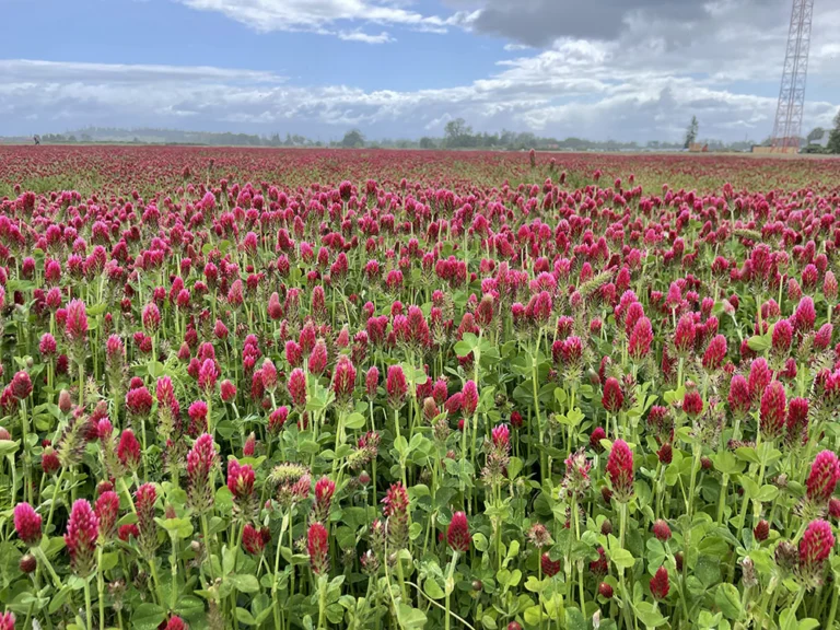 Flowering legumes can improve soil health and support pollinators (Photo by Cora Bobo Shisler.)