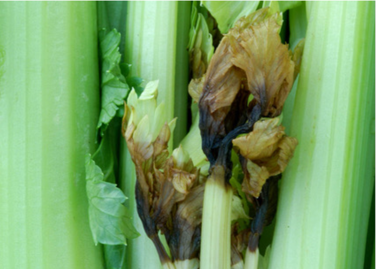 Celery black heart, a calcium deficiency disorder, causes young growth in the heart of the plant to brown and blacken (photo by S. Koike.)