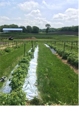 Experimental plots of plastic mulches in fall-bearing raspberries in Wisconsin (photo by H. McIntosh.)