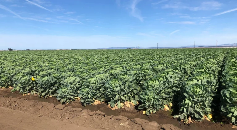 Brussels sprouts field in Santa Maria (photo by S.K. Dara.)