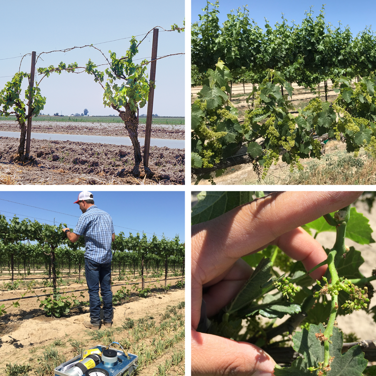 From top left to top right: poor and uneven budbreak; stunted shoot growth (Front: Petite Verdot on 5BB rootstock; Back: Cabernet Sauvignon on 1103P rootstock). From bottom left to bottom right: stunted canopy growth on Pinot Gris on Freedom rootstock with suckers pushing vigorously at the base; poor fruit set with excessive berry abscission (all photos courtesy G. Zhuang.)